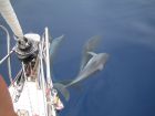 Delfine und Segeln in Griechenland