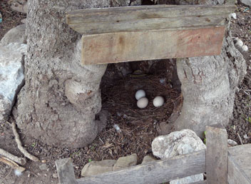 Nest im Baum, Kocabhce, Trkei