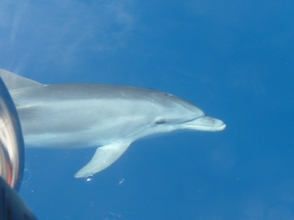 Segeln mit Delfinen zwischen Griechenland und der Trkei