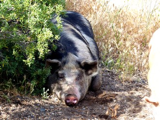 Schwein, Nisyros, Griechenland