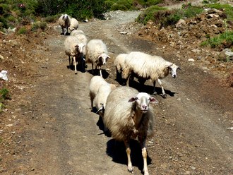 Schafe frei in der Trkei