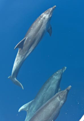 Delfine sind die Krnung eines Segeltrns