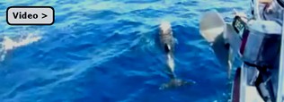 Glcksgefhle beim Segeln mit Delfinbegleitung